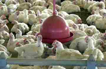 China suspende proibição de compra de carne de frango do Brasil